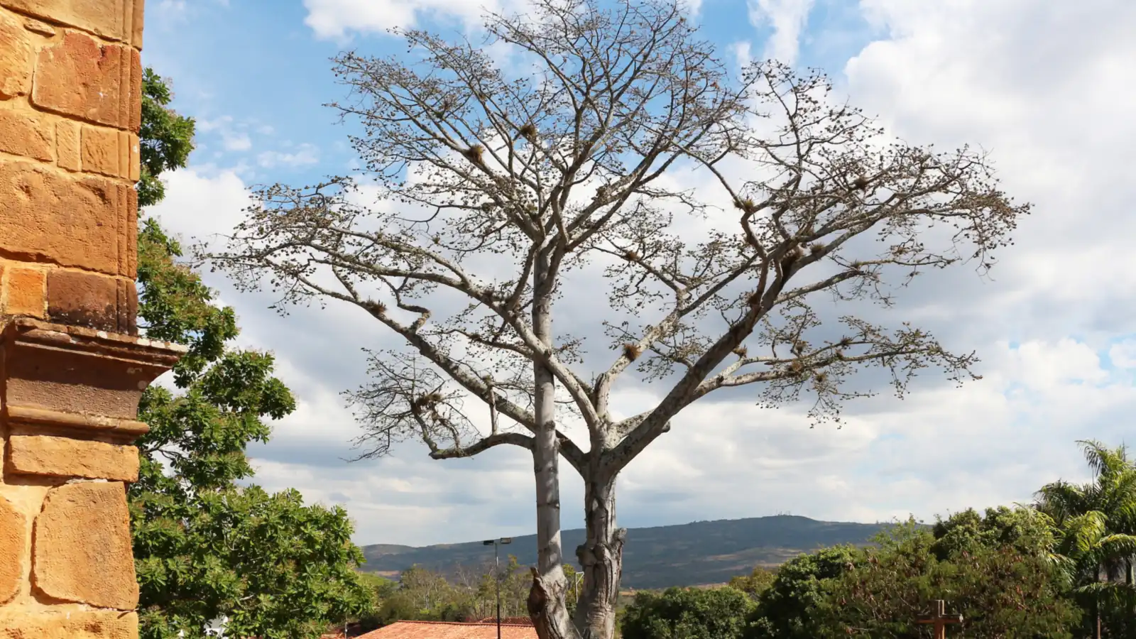 Árbol grande sin hojas y de ramas abiertas en la plazuela de Santa Bárbara, junto al muro de piedra de la capilla, con techos de teja y montañas al fondo
