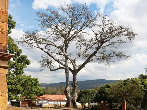 Árbol grande sin hojas y de ramas abiertas en la plazuela de Santa Bárbara, junto al muro de piedra de la capilla, con techos de teja y montañas al fondo