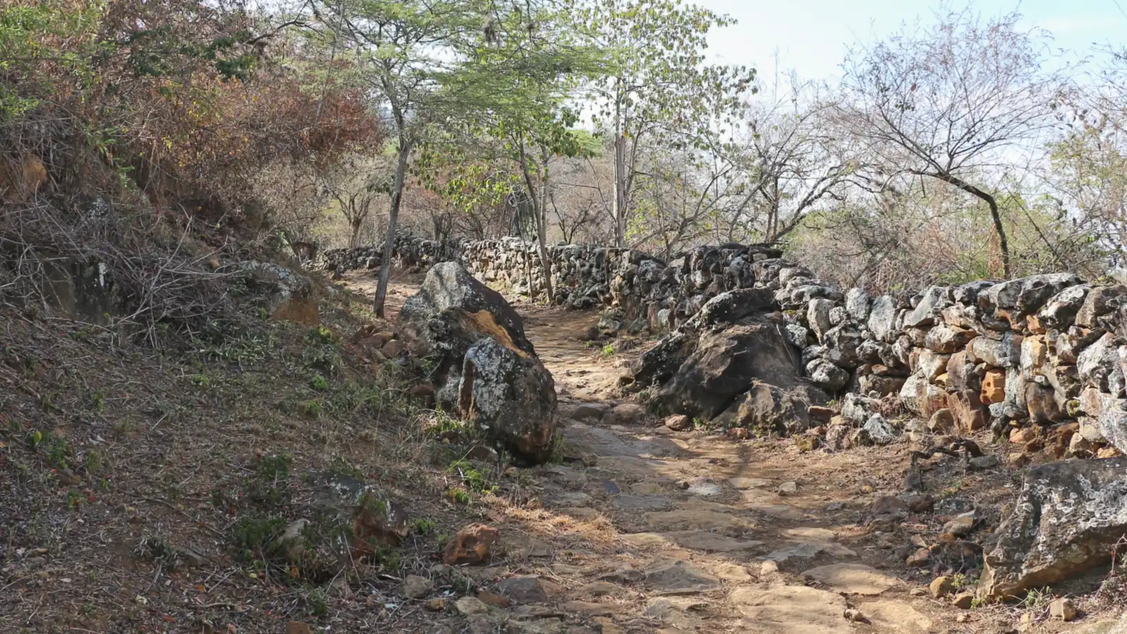 Tramo del Camino Real entre Barichara y Guane: piso de lajas y piedras sueltas entre un muro de piedra apilada y árboles de ramas secas