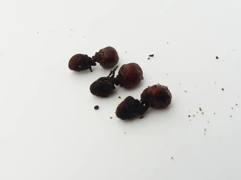 Tres hormigas tostadas, de cuerpo café oscuro y brillante, sobre un fondo blanco con unos granos sueltos
